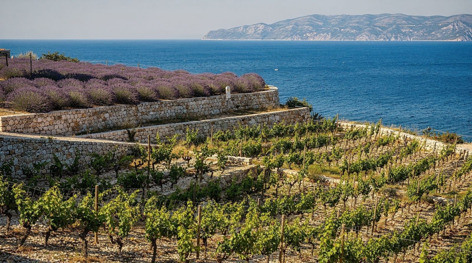 Croatian wine guide — Dalmatian vineyards and what to drink — The essential guide to Dalmatian wines for visitors to Split. Plavac Mali, Pošip